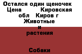 Остался один щеночек › Цена ­ 500 - Кировская обл., Киров г. Животные и растения » Собаки   